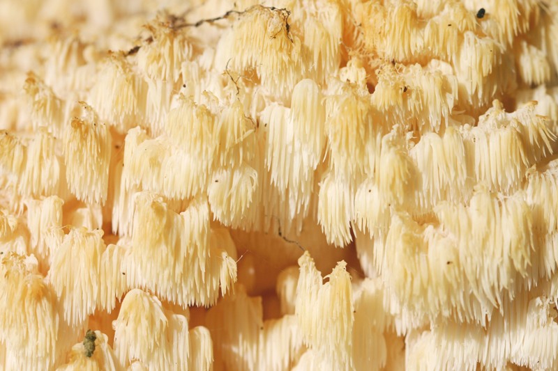 Hericium coralloides?